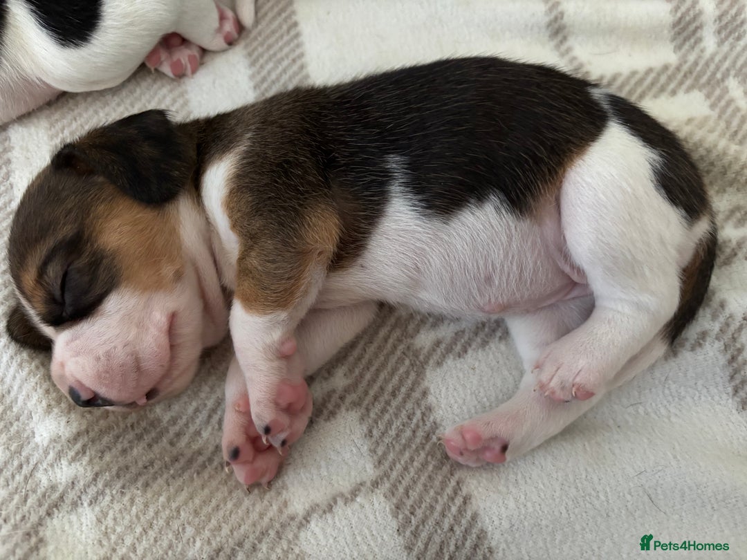 Beagle dogs for sale: KC registered Beagle puppies  - Image 27