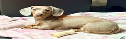 Miniature Dachshund dogs for sale: Chocolate and tan boy. Ready to leave! - Advert 4