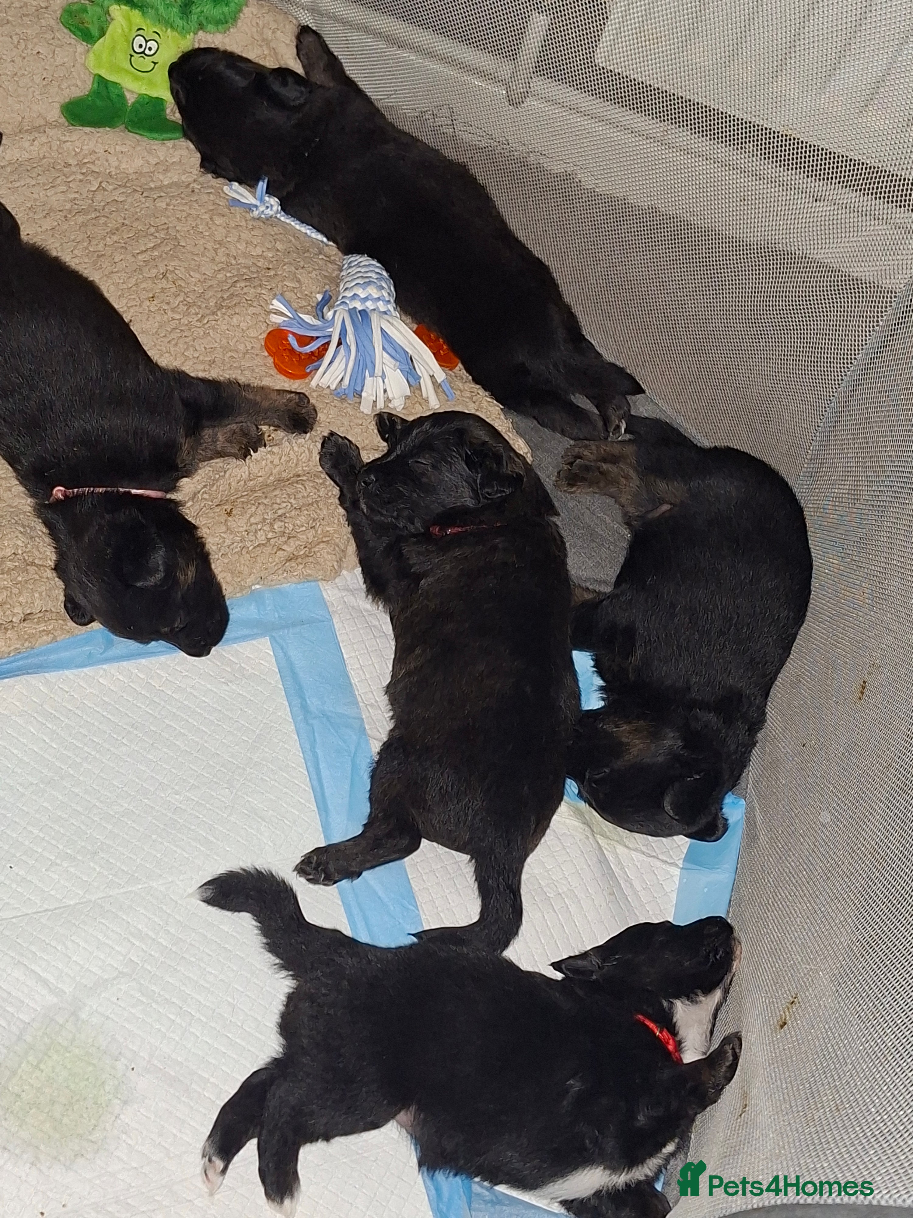 Mixed Breed dogs Puppies - Advert 2