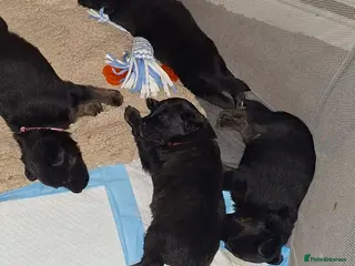 Mixed Breed dogs Puppies - Advert 16