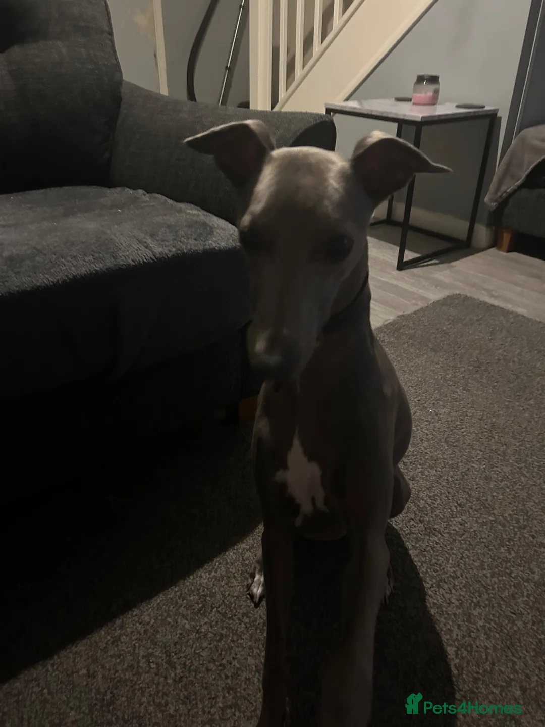 Whippet dogs for sale: KC registered male whippet  in Melton Mowbray - Advert 4
