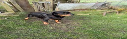 Rottweiler dogs for sale: rottweiler pups in Barnoldswick - Advert 1