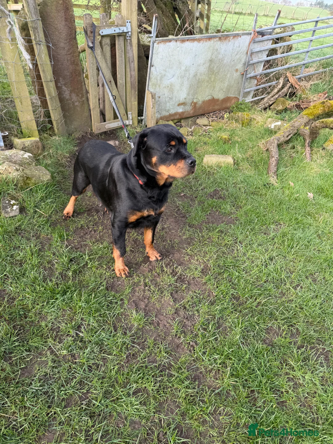 Rottweiler dogs for sale: rottweiler pups in Barnoldswick - Advert 1