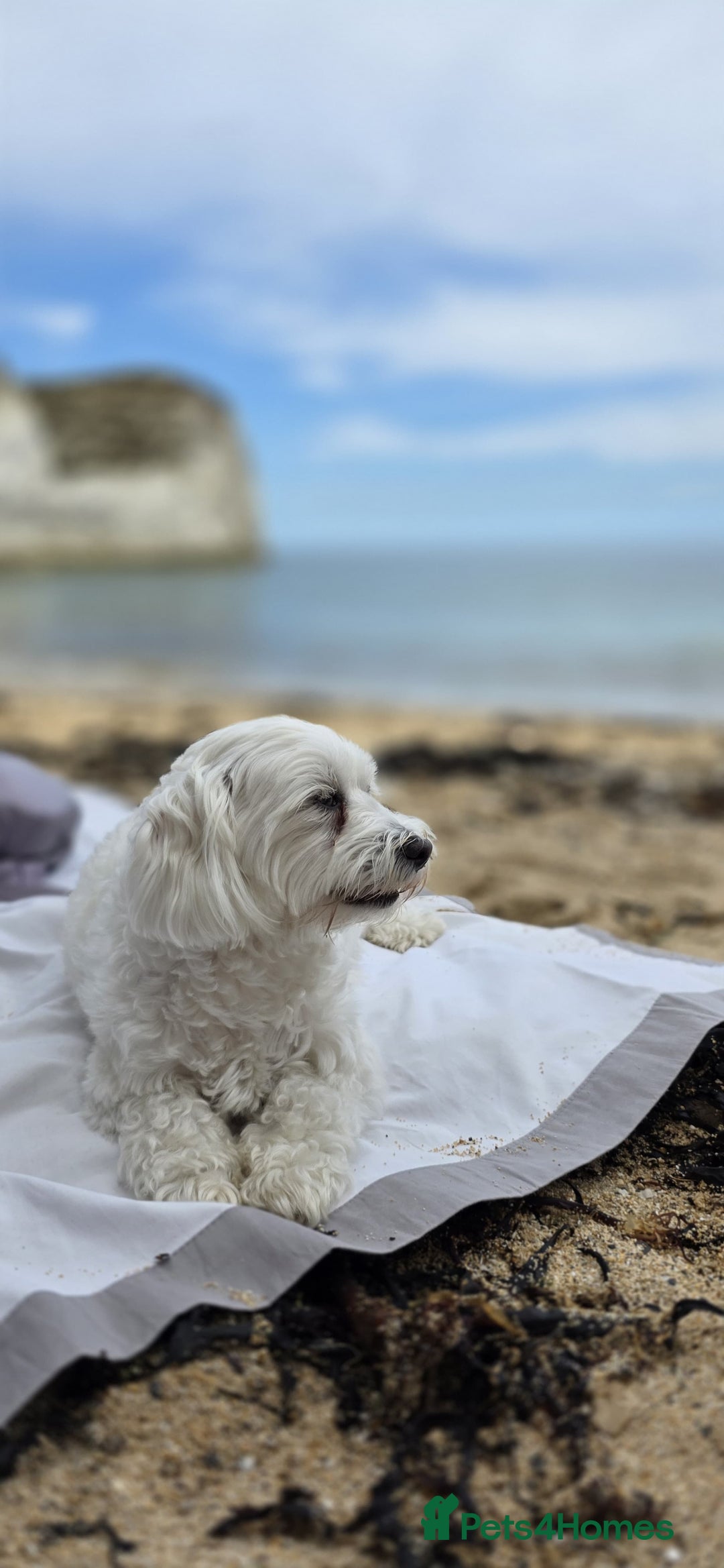 Maltese dogs for sale: Bichon Maltese - Image 19