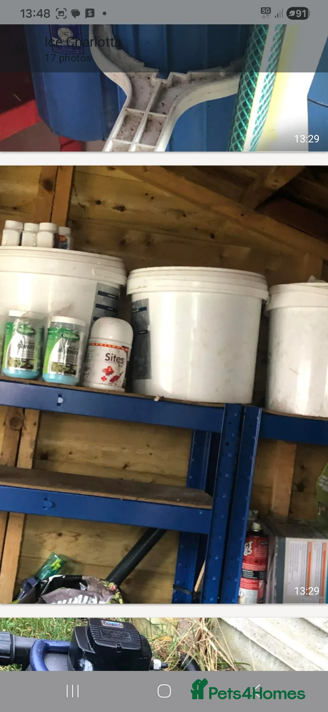 Koi Carp fish for sale: 20 Koi Carp with filter systems included. - Advert 5