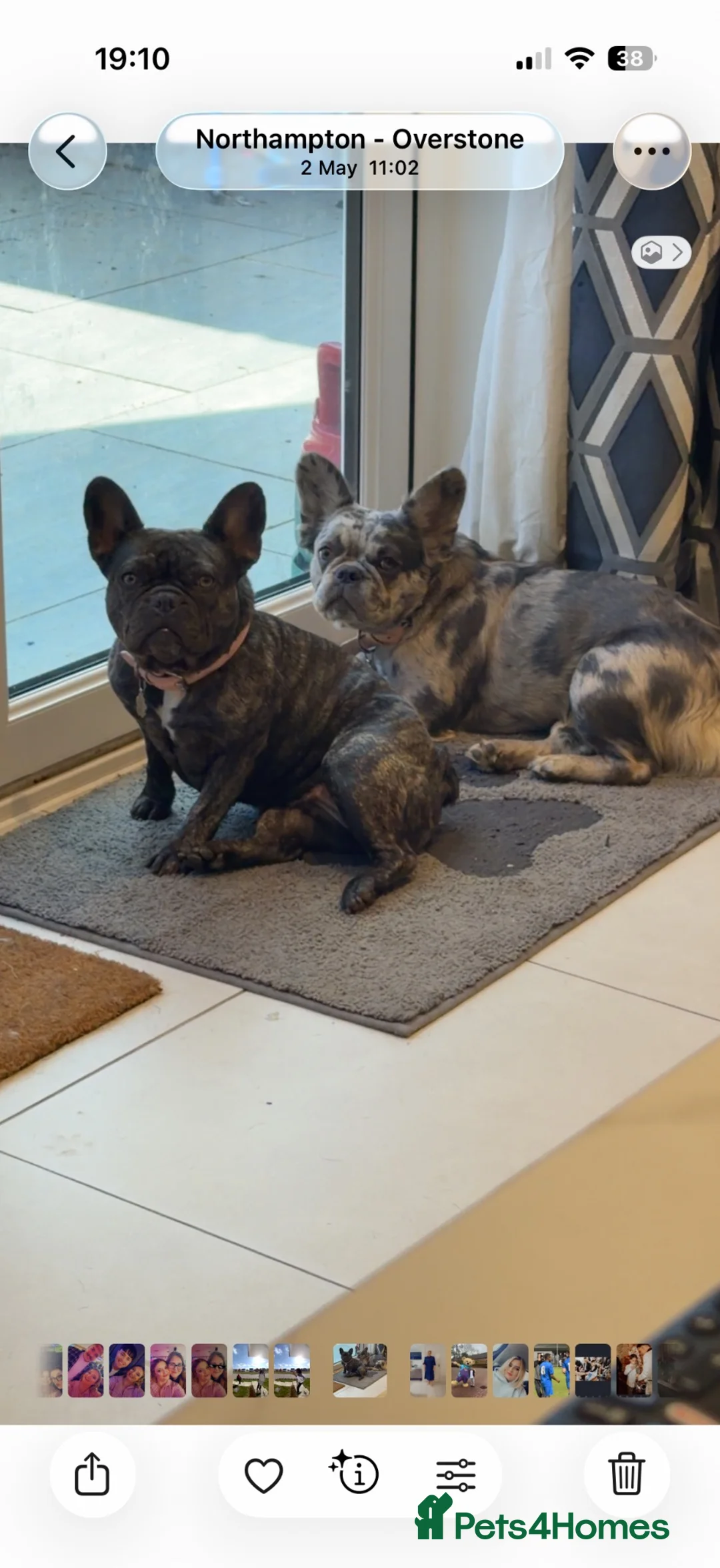 French Bulldog dogs for sale: 10 month old fluffy frenchie - Advert 1