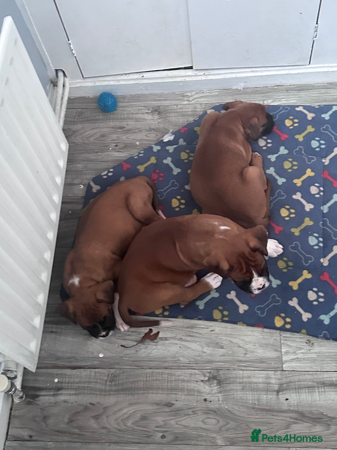 Boxer dogs for sale: Last female boxer looking for there new  home  - Advert 10