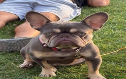 French Bulldog dogs for sale: Exclusive French Bulldog Puppies - Image 25