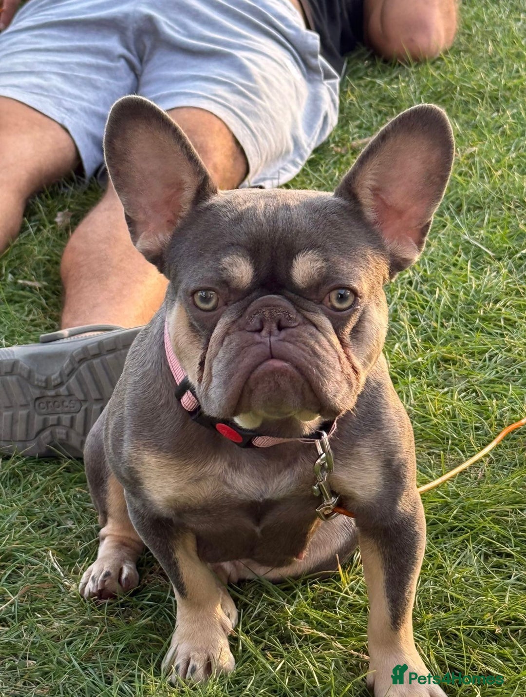 French Bulldog dogs for sale: Exclusive French Bulldog Puppies - Image 25