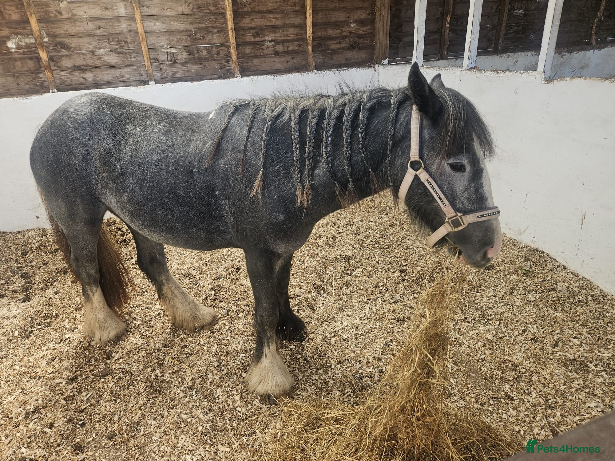 Riding pony horses Willow - Advert 16