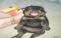 Rottweiler dogs for sale: Chunky big boned rottweilers  - Image 4