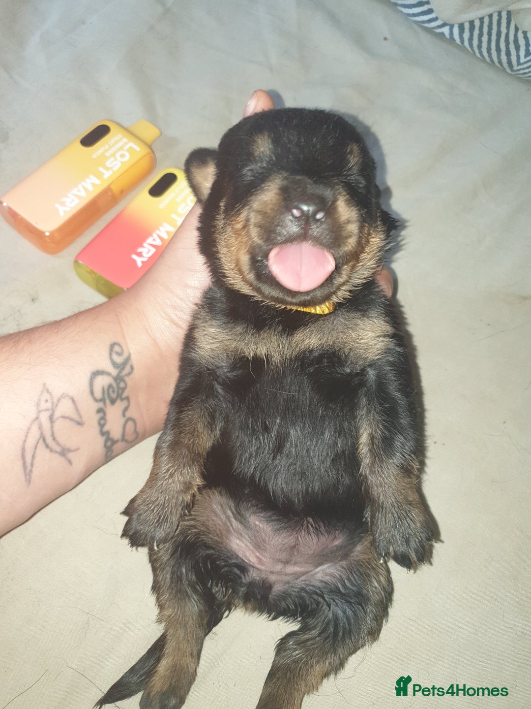 Rottweiler dogs for sale: Chunky big boned rottweilers  - Image 4
