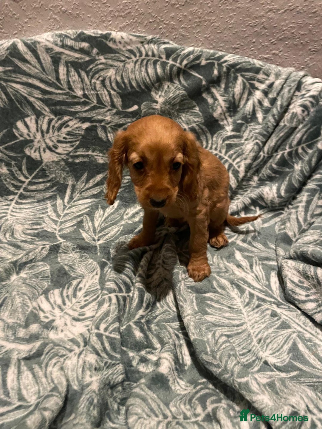 Cockapoo dogs for sale: Cockapoo - Advert 11