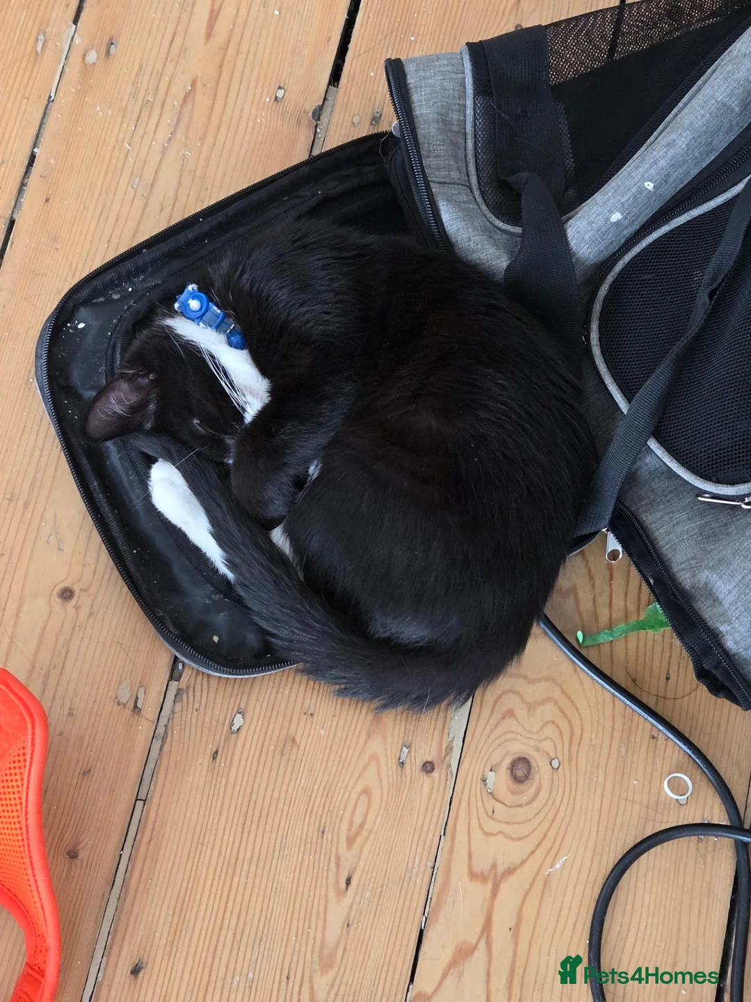 Domestic Shorthair cats for sale: Meet Dara, a Playful Little Rascal - Advert 1