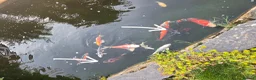 Koi Carp fish for sale: Koi carp  - Advert 6