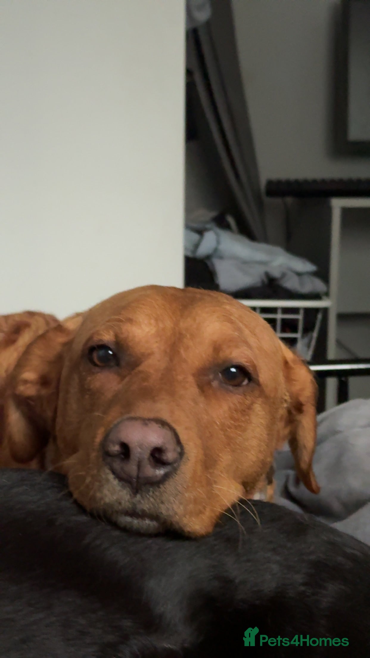 Labrador Retriever dogs 2 Year Old Betsy  - Advert 1