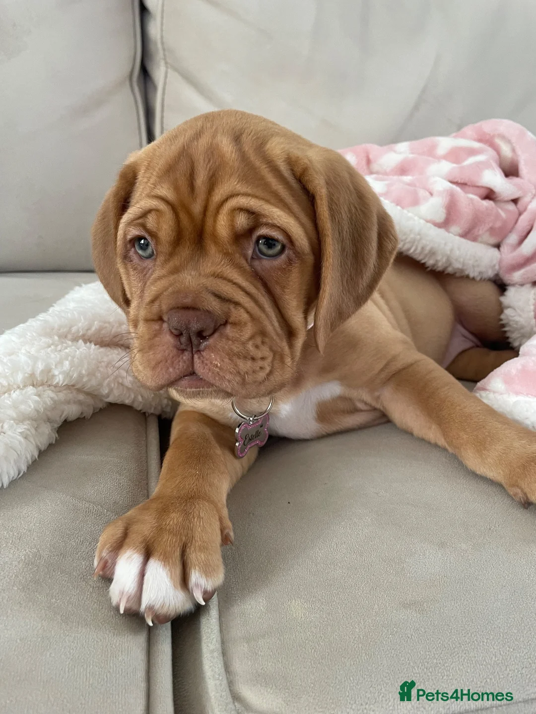 Bullmastiff dogs for sale: female Doug de bordorx for sale  in Sheffield - Advert 3