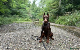 Dobermann dogs for stud: Dobermann for Stud - Image 2