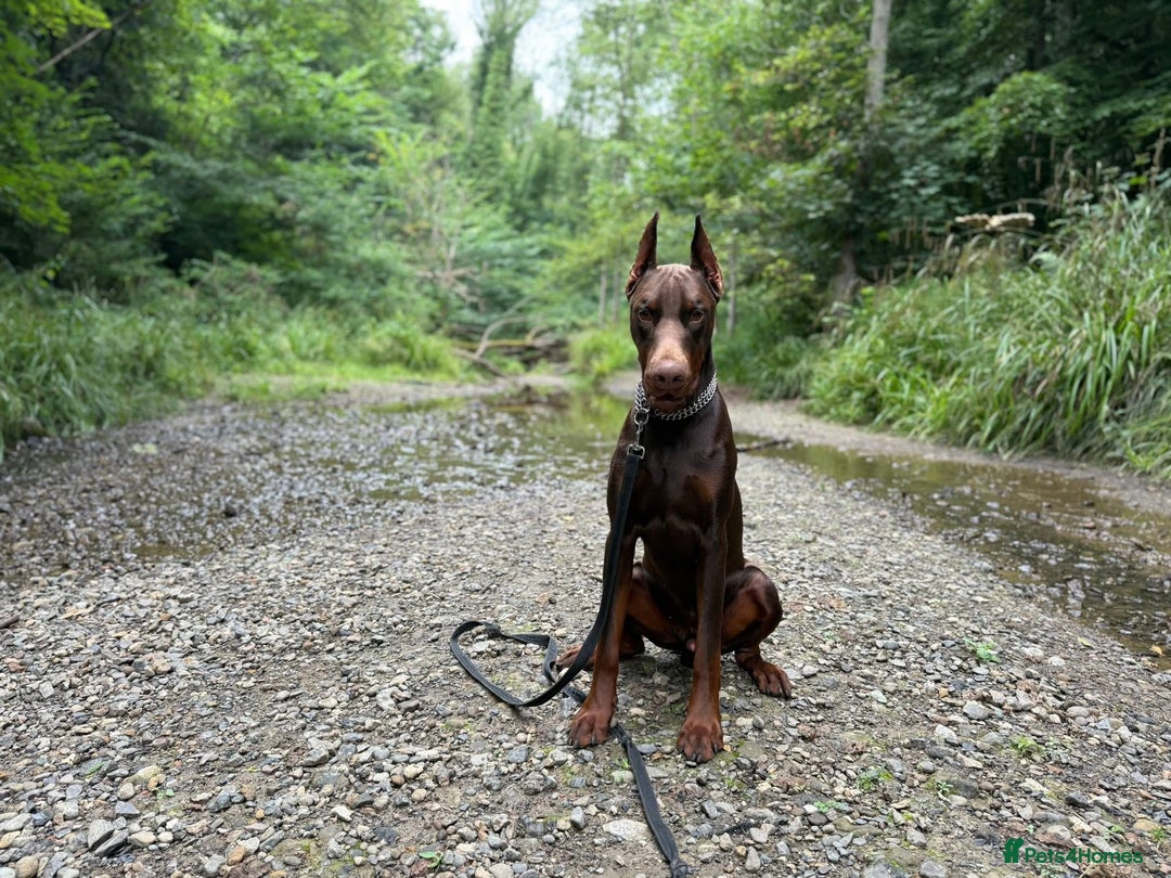 Dobermann dogs for stud: Dobermann for Stud - Image 2