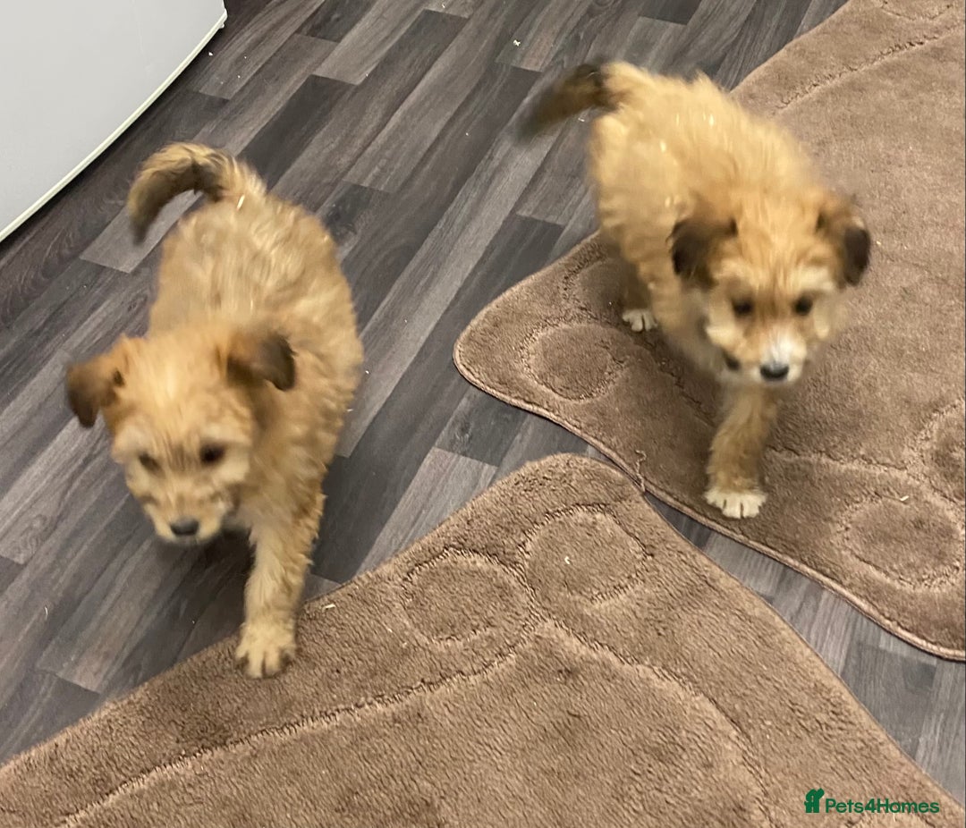 Mixed Breed dogs for sale: beautiful terrier x poodle puppies  - Advert 6