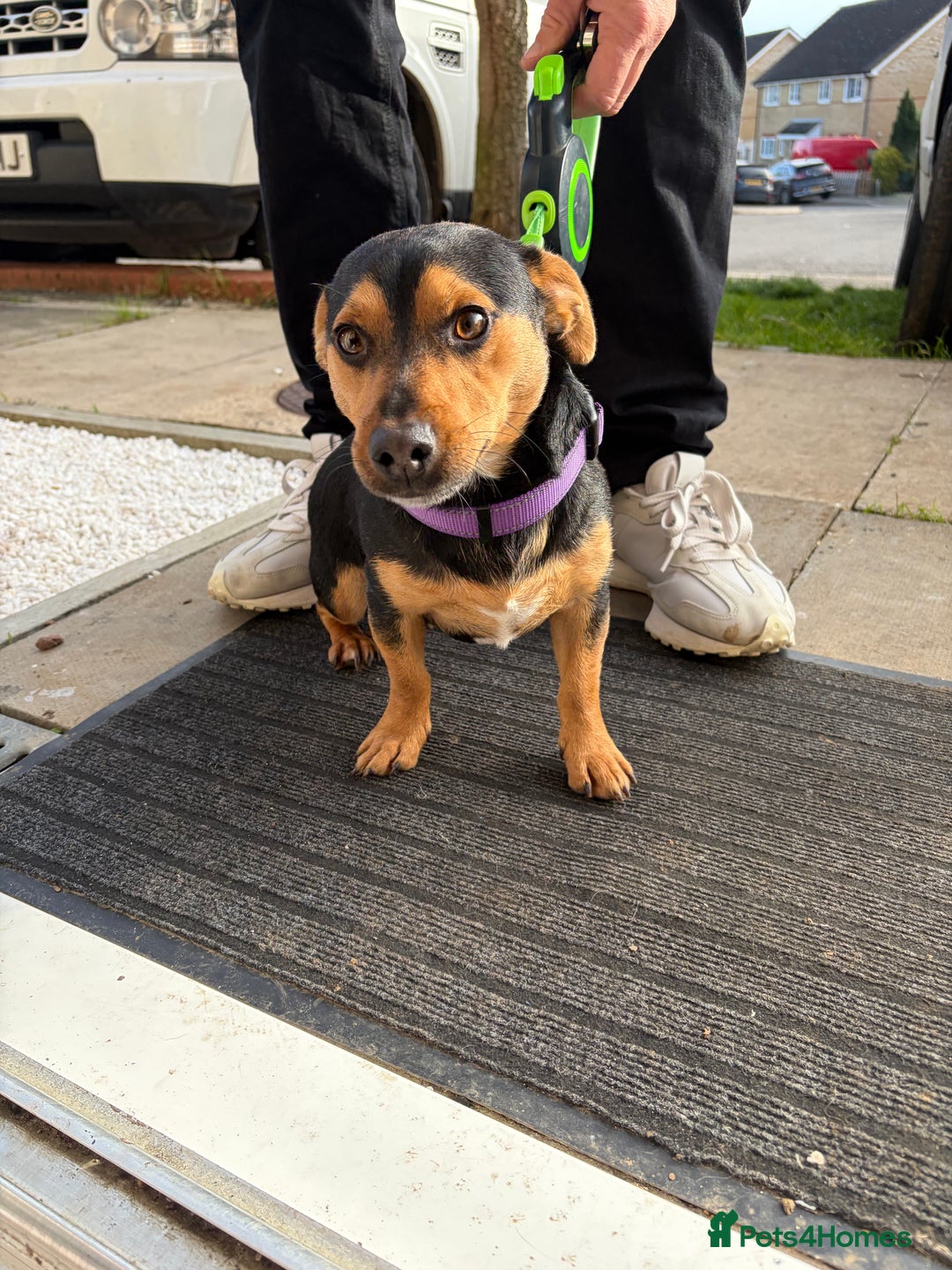 Jack Russell dogs for stud: Miniature Jack Russell for Stud  - Advert 1