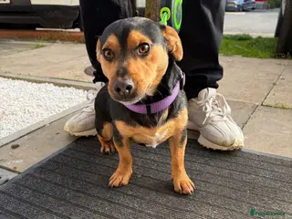 Jack Russell dogs Miniature Jack Russell for Stud - Advert 14