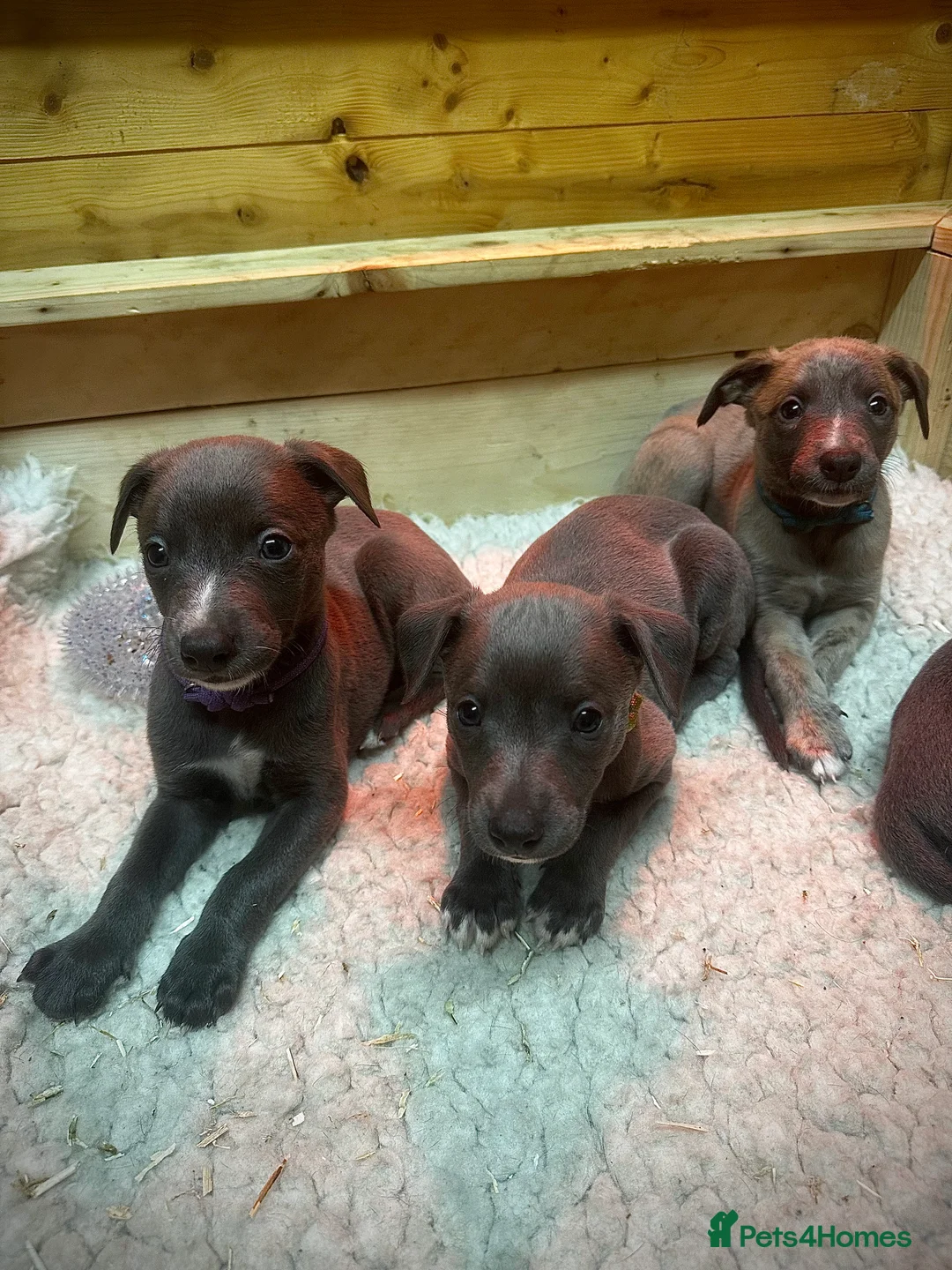 Whippet dogs for sale: Exceptional KC Blue Whippet Puppies Due 02/04/2026 - Advert 3