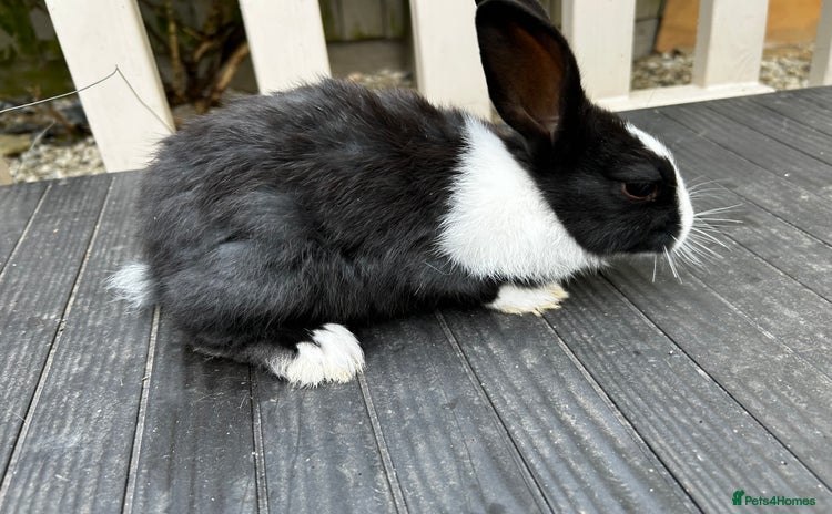 Dutch rabbits - Advert 7