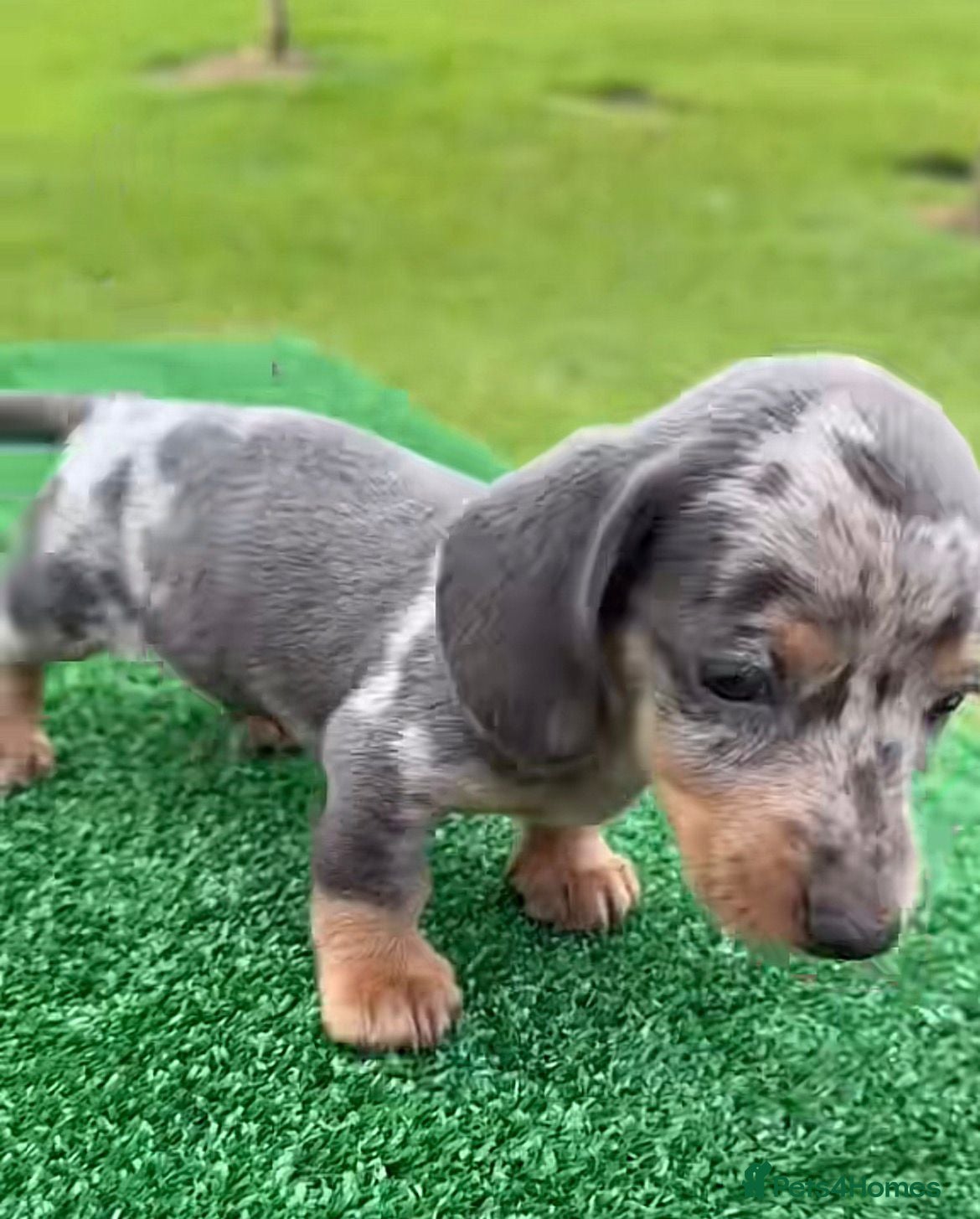 Miniature Dachshund dogs Beautiful miniature dachshund puppies - Advert 1