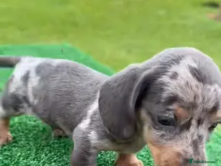 Miniature Dachshund dogs Beautiful miniature dachshund puppies - Advert 1