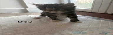 Mixed Breed Kitten 2