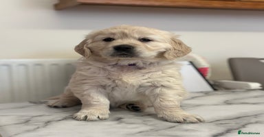 Golden Retriever dogs - Advert 1