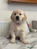 Golden Retriever dogs - Advert 1