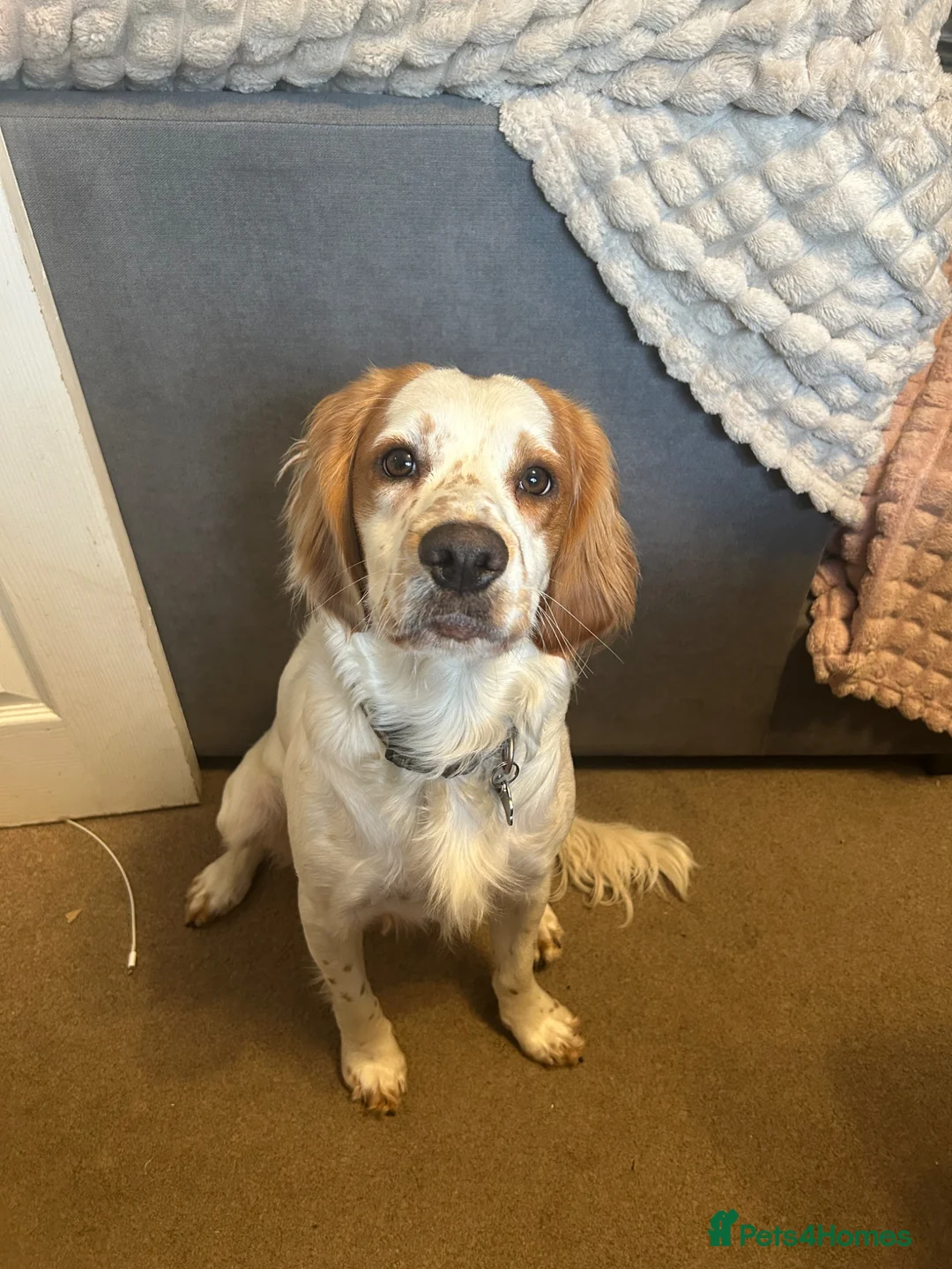 Cocker Spaniel dogs for sale: Rolo- Cocker Spaniel REHOME - Advert 2