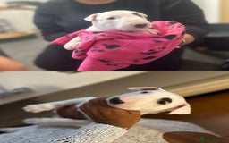 Bull Terrier dogs for sale: READY NOW. KC REGISTERED Bull Terrier Puppies - Image 8