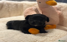 Cockapoo dogs for sale: Adorable Cockapoo puppies  - Image 6