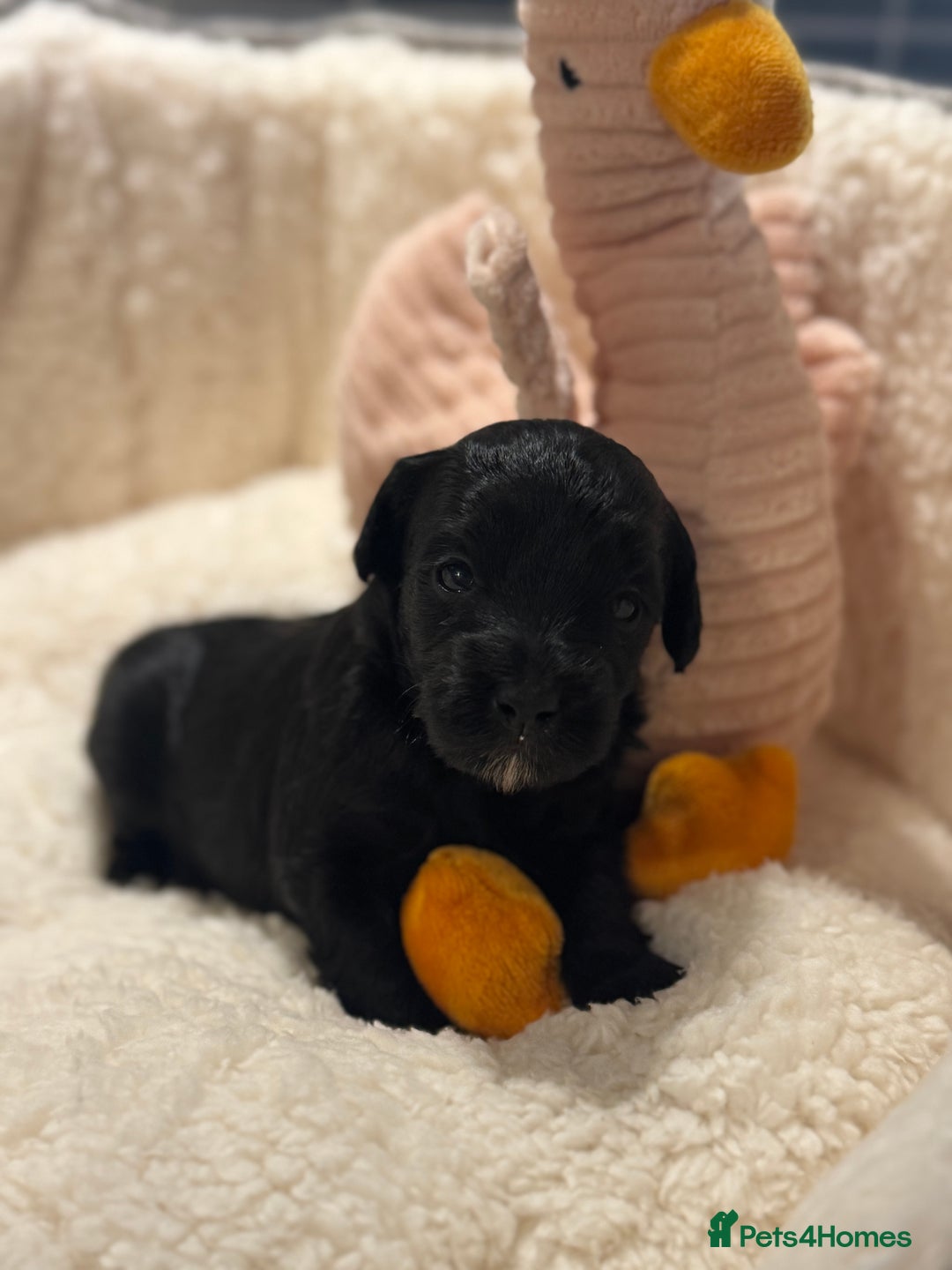 Cockapoo dogs for sale: Adorable Cockapoo puppies  - Image 6