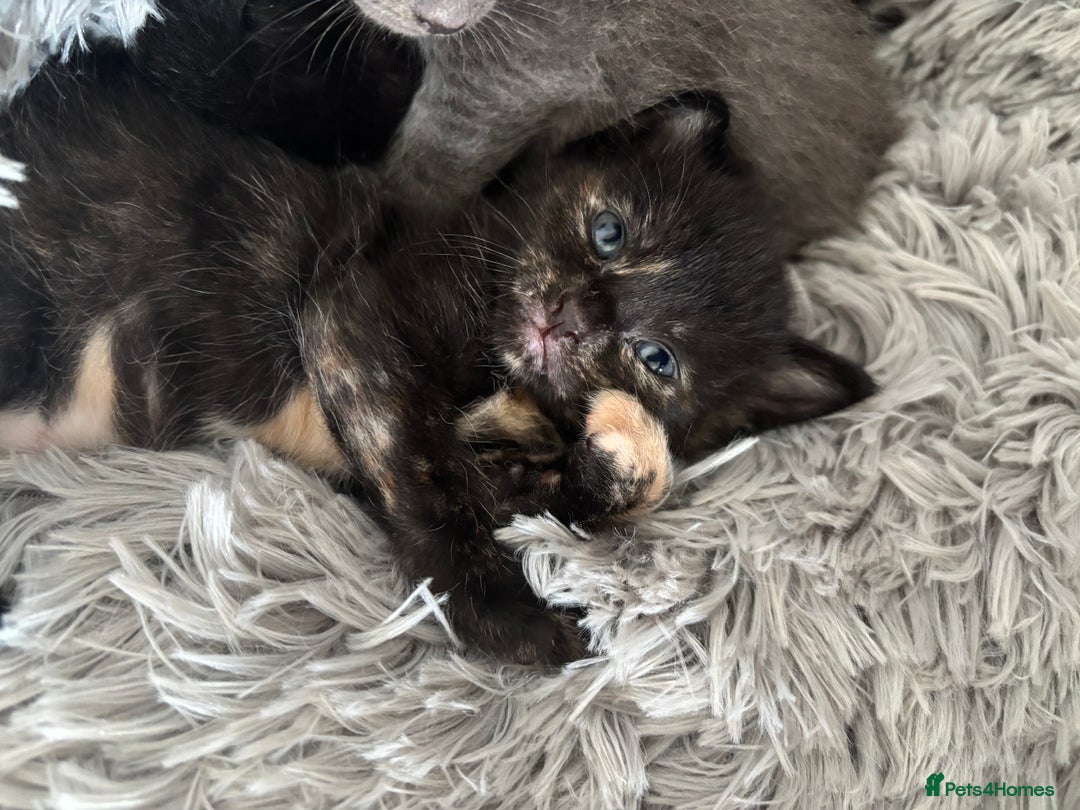 Maine Coon cats for sale: 5 bengal/maine coon kittens - Image 14