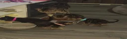 Mixed Breed cats for sale: Stunning kittens for sale - Advert 38