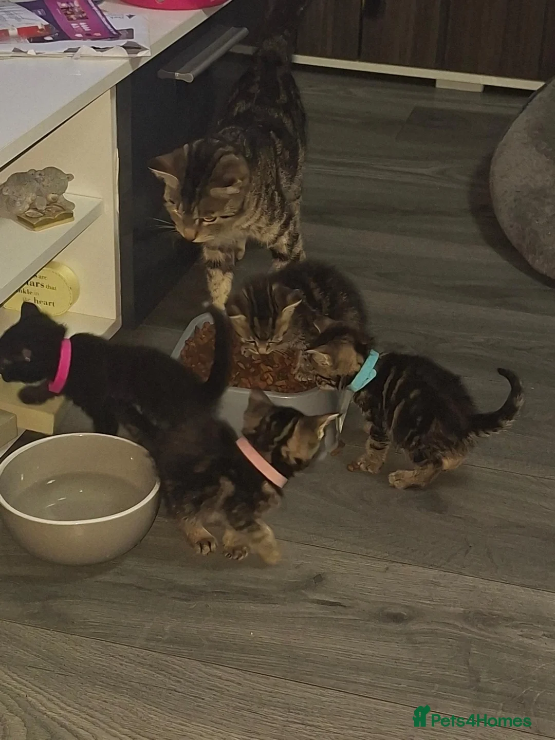 Mixed Breed cats for sale: Stunning kittens for sale - Advert 38