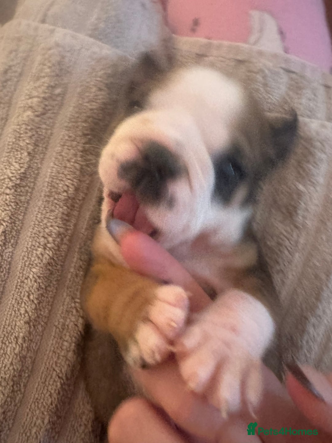 English Bulldog dogs for sale: Red and White English Bulldogs  - Advert 15