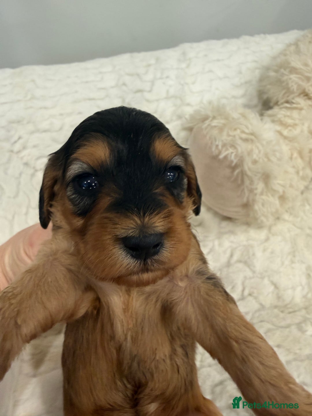 Cockapoo dogs for sale: 11 red sable, f1 cockapoo. KC & DNA clear parents - Advert 12