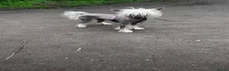 Chinese Crested dogs for sale: Chinese crested Powderpuff boys - Advert 8