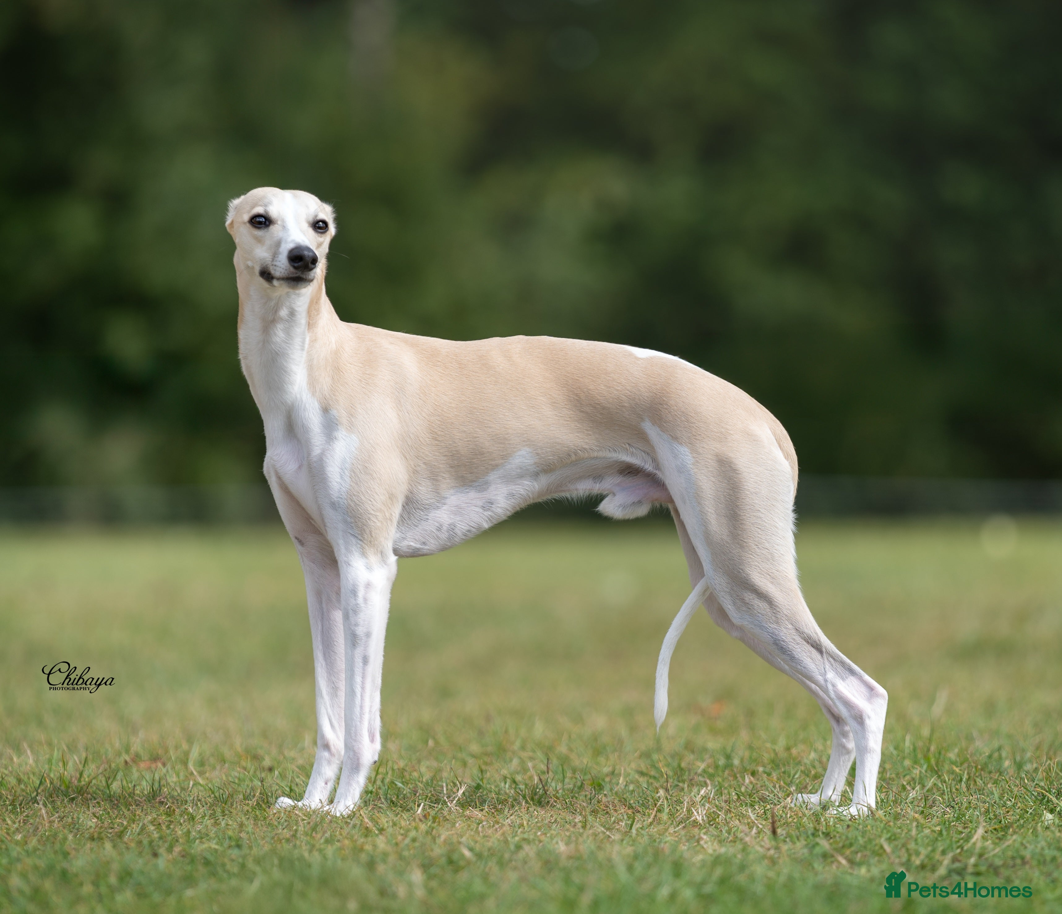 Whippet dogs Kawrsing Whippets  - Advert 5