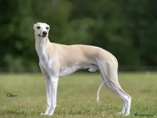 Whippet dogs Kawrsing Whippets - Advert 2