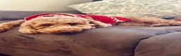 Cockapoo dogs for sale: READY SOON - Gorgeous Cockapoo Puppies in Leominster - Advert 1