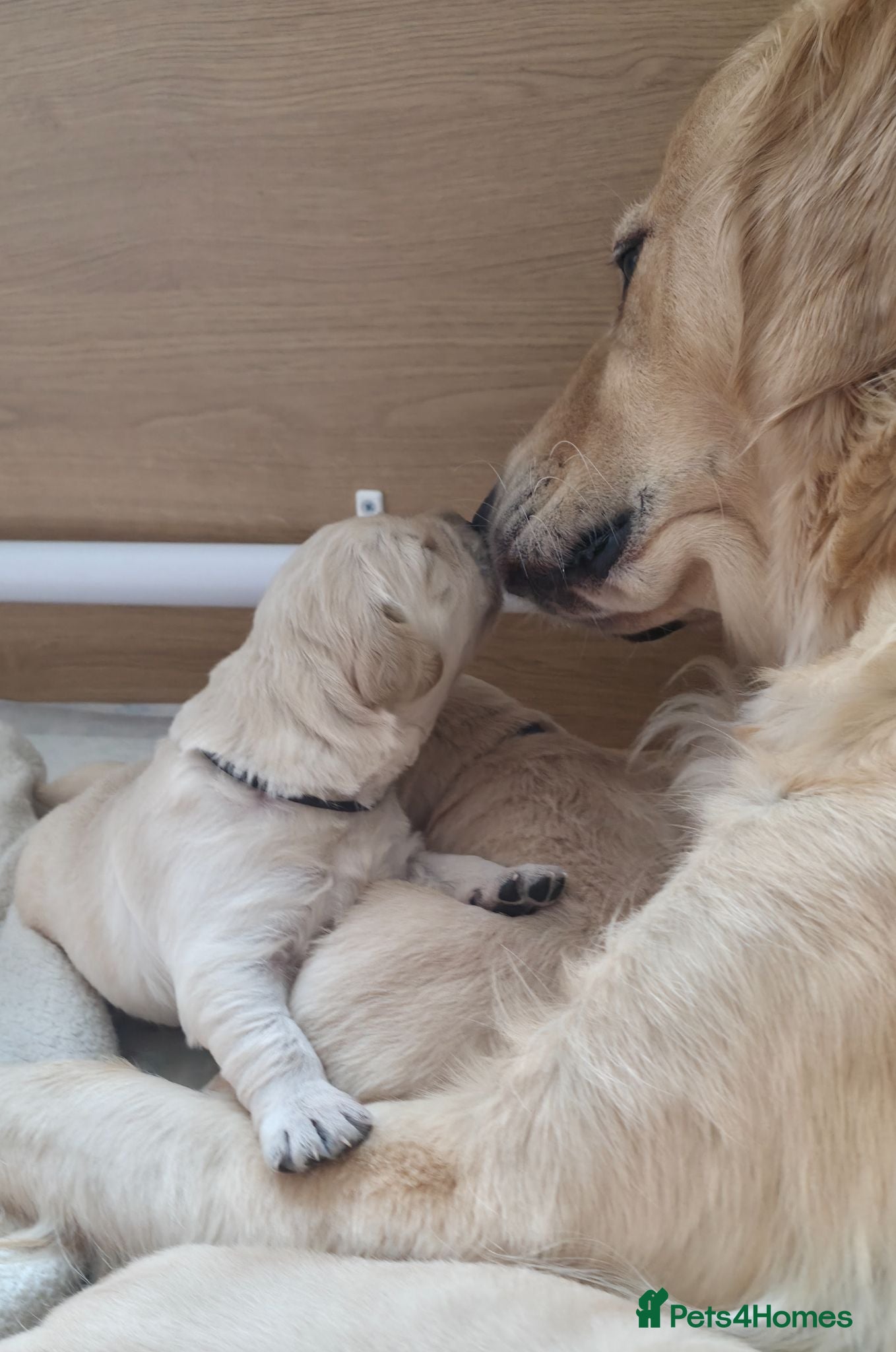 Golden Retriever dogs 5* Golden Retriver puppies - Advert 2