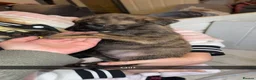 Mixed Breed dogs for sale: 12 gorgeous puppies , READY TO VEIW - Advert 9