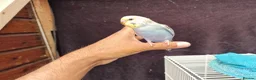 Budgerigars birds for sale: Super silly hand tamed baby budgies  - Advert 12