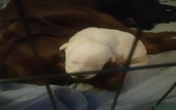 Mixed Breed dogs for sale: Labrador/German shepherd  - Image 3